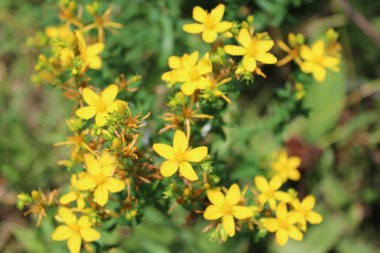 St John's Wort sarı çiçek