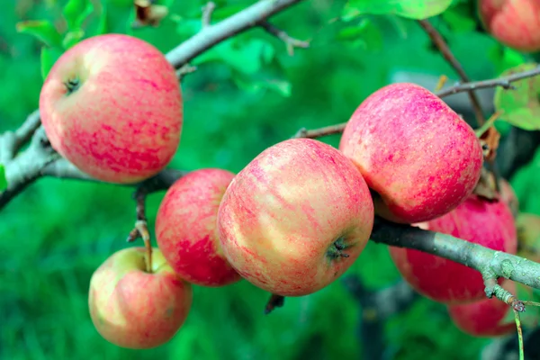 Branch of ripe apples — Stock Photo, Image