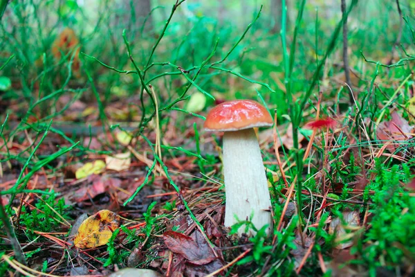 Liten cep i skogen — Stockfoto