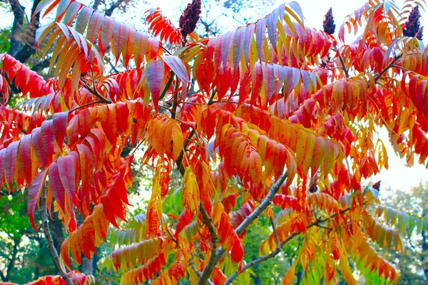 Beautiful autumn leaves on the tree — Stock Photo, Image