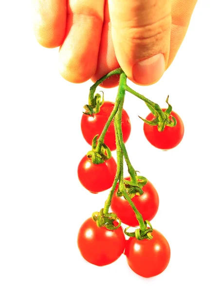 Rajčata Cherry v ruce izolované na bílém — Stock fotografie