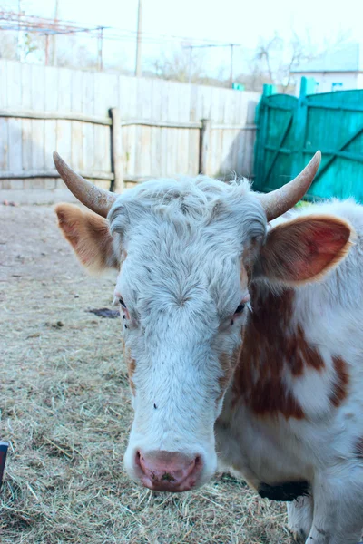 Vache à la ferme — Photo