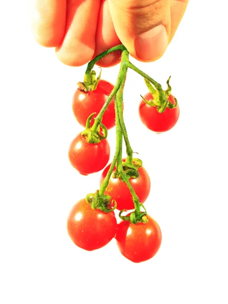 Wiśniowe pomidory w ręku na białym tle — Zdjęcie stockowe