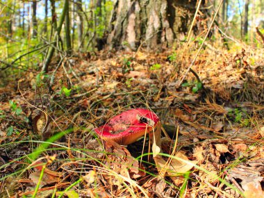 Ormanın içinde kırmızı russula