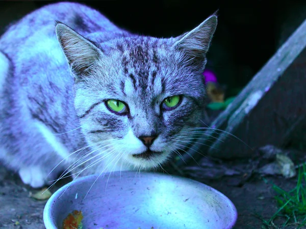 Katze schottischer Rasse frisst vom Teller — Stockfoto