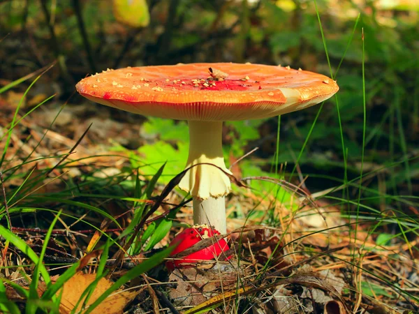 Röd flugsvamp med plain cap i skogen — Stockfoto