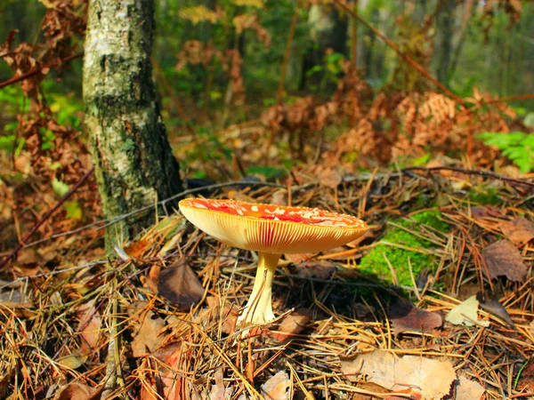 Röd flugsvamp i skogen höst — Stockfoto