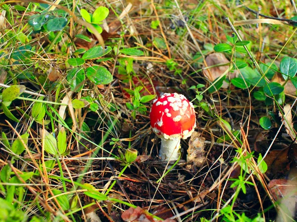 在森林里美丽红色飞木耳 — 图库照片