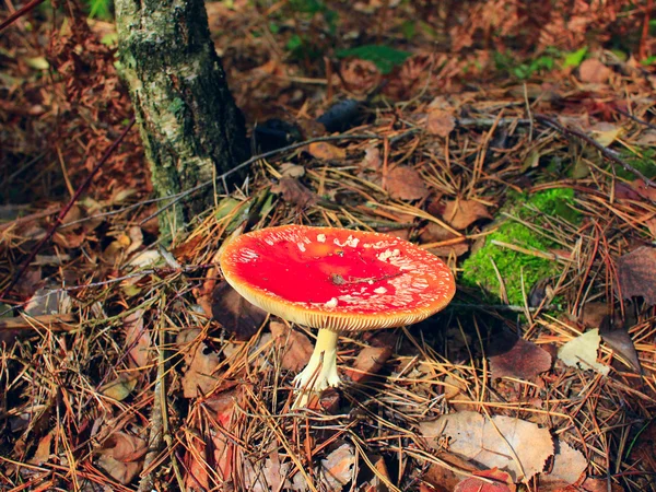 在森林里美丽红色飞木耳 — 图库照片