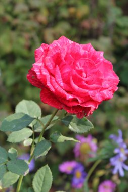 Bahçede kırmızı gül