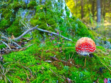ormandaki yeşil yosun üzerinde kırmızı sinek agaric