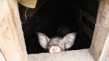 domuz döken penceresinden bakıyor