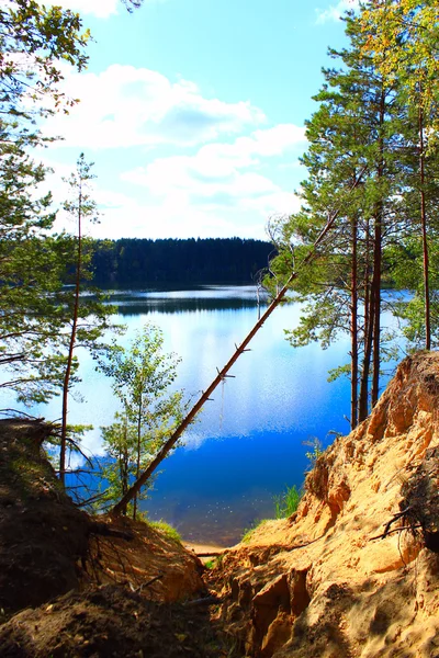 Krajina s lake forest písčité roklí a padlé borovice — Stock fotografie