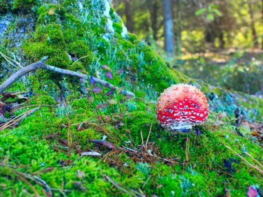 Kırmızı sinek agaric tree yakınındaki yeşil yosun büyüyen