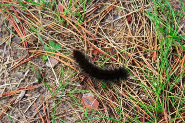 macrothylacia rubi tırtıl