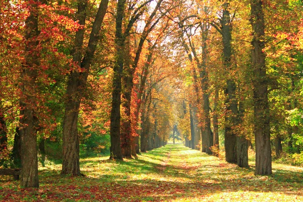 Bellissimo parco giallo autunno — Foto Stock