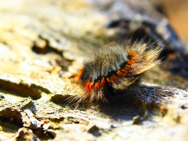 Macrothylacia rubi caterpillar on the wooden bark — Stock Photo, Image