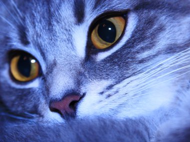 İskoç düz cins kedi namlu