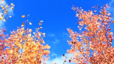 aspens sonbaharında kırmızı yaprakları