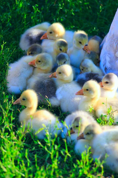 Brood van goslings op het gras — Stockfoto
