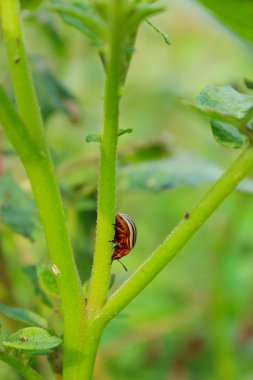 Colorado Beetle patates sapı tırmanıyor