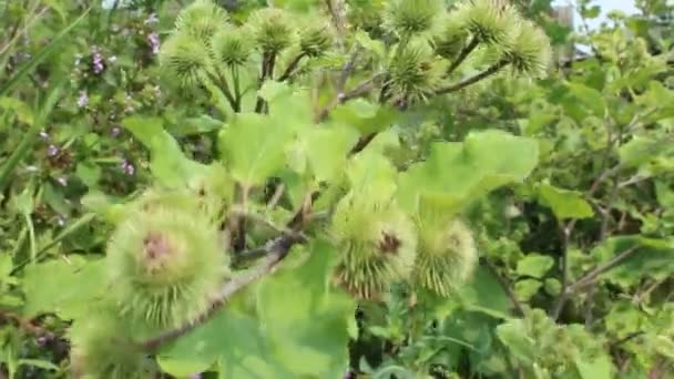 Taggar för kardborre svajar i vinden — Stockvideo