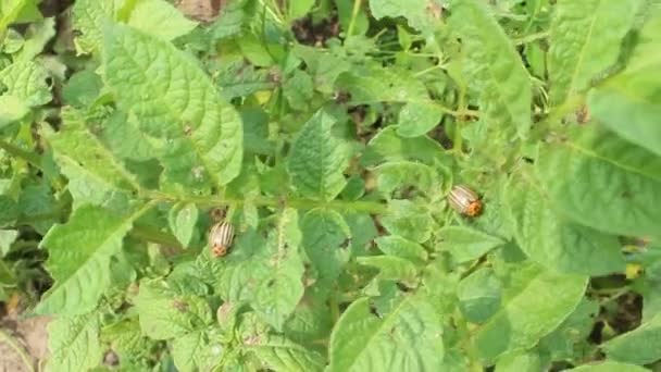 Colorado kevers zitten op het blad van aardappel — Stockvideo