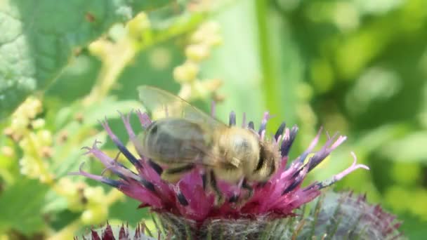 Пчела на розовых цветах лопуха — стоковое видео