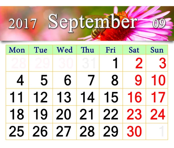 Calendário para setembro 2017 com o aster rosa e abelha — Fotografia de Stock