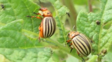 Colorado patates yapraklarda oturan böcekleri