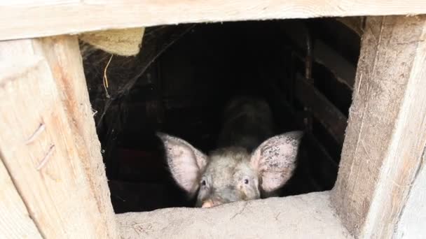Schwein schaut aus Stallfenster — Stockvideo