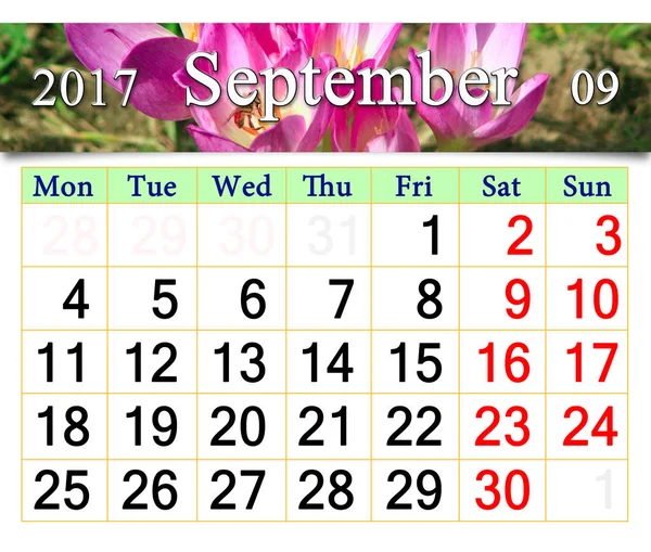 Calendario Maggio 2017 con boccioli fioriti di colchicum autumnale — Foto Stock