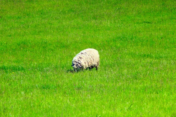 Ovelhas pastando na grama — Fotografia de Stock