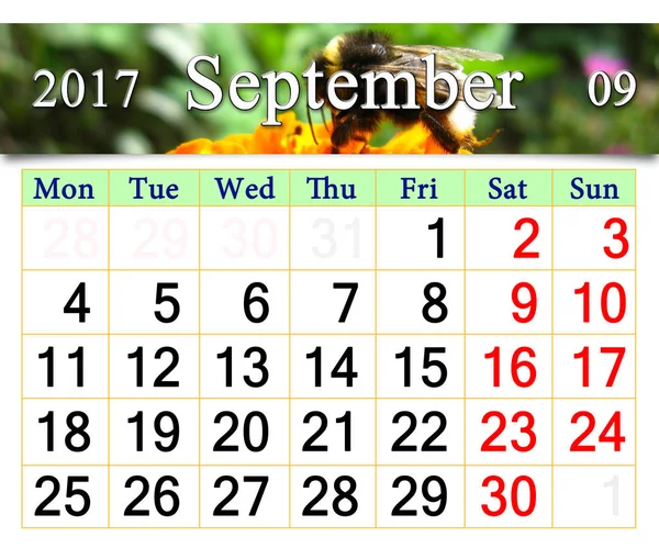 Календарь на сентябрь 2017 года с шмелем на Мэриголд — стоковое фото