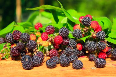 siyah Ahududu ve kurulları yapraklarda