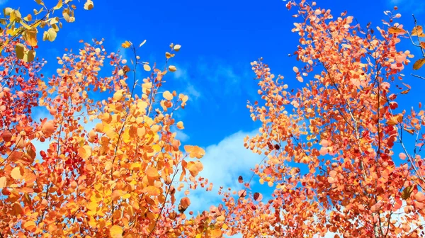 Gele en rode bladeren van Pa? ac Bielawa in het najaar — Stockfoto