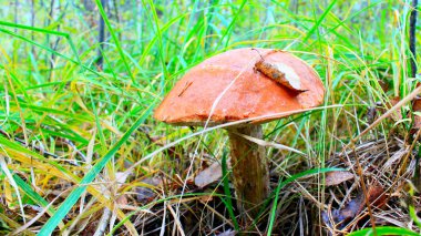 Turuncu-cap çörek büyük kap ile