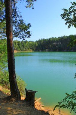 çam ağaçları ile güzel orman göl