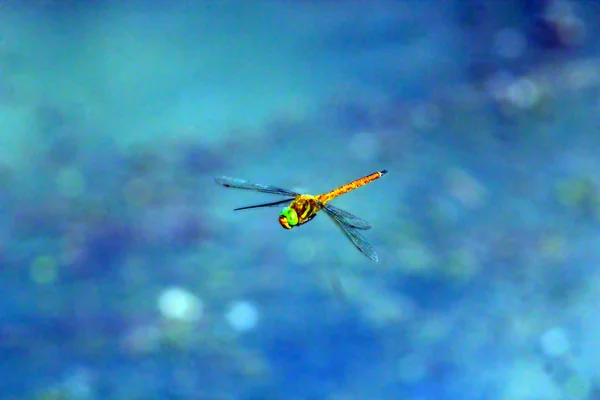 Dragonfly in flight — Stock Photo, Image