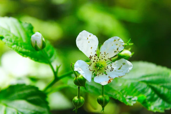 Vilda hallon blomma i skogen — Stockfoto