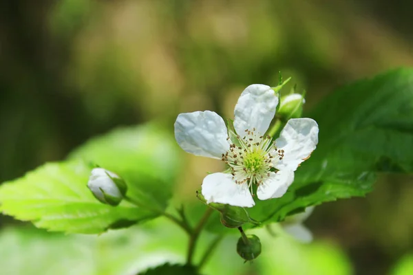 Divoká Malina květina v lese — Stock fotografie