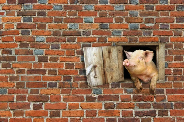 Porc regarde par la fenêtre de la remise sur le mur de briques — Photo