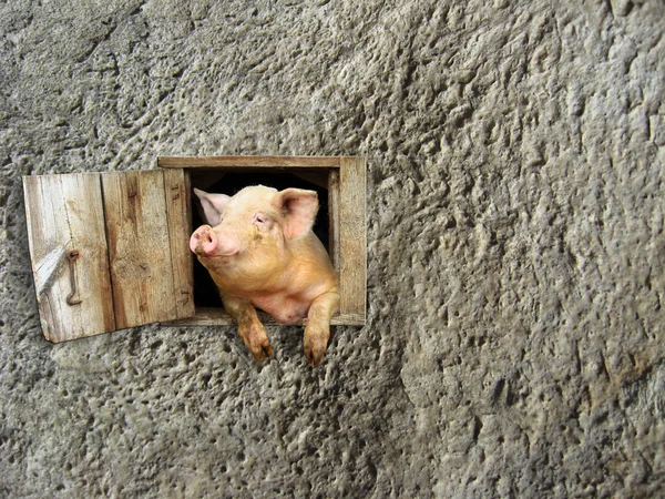 Cochon regarde par la fenêtre sur le mur pierreux — Photo