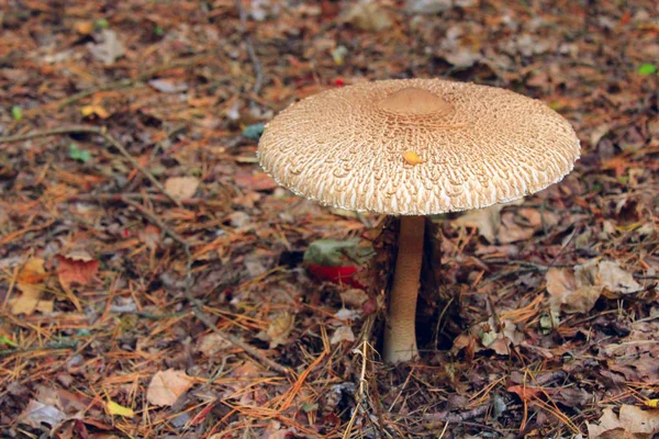 Несъедобный гриб из жабьего стула — стоковое фото