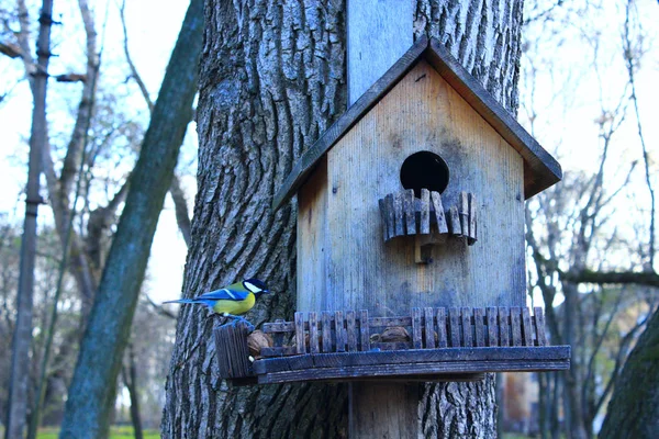 Mees op het voederen-rek beoogt het vogelzaad — Stockfoto