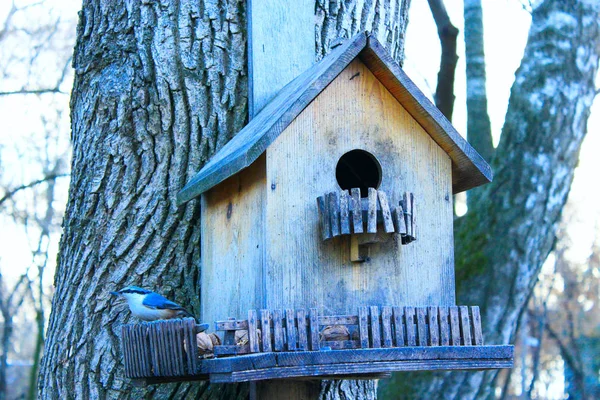 Sittelle sur la grille d'alimentation cherche la graine à oiseaux — Photo