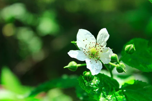 Bílý divoká Malina květina v lese — Stock fotografie
