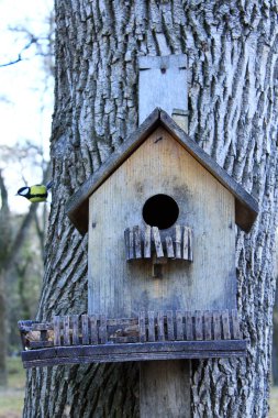 baştankara besleme raf üzerinde kuş yemi istiyor