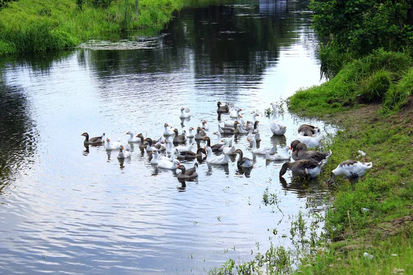 Domestic geese swimming on the water — Stock Photo, Image