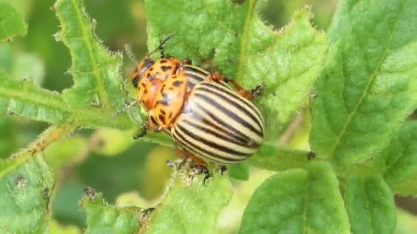 Colorado skalbaggar sitter på bladen av potatis — Stockvideo
